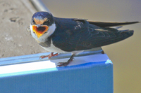 Hirundo albigularis